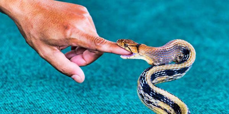 Mơ thấy rắn cắn đánh con gì mau trở thành triệu phú?