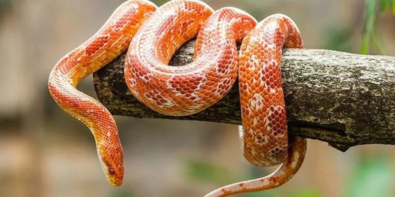 Những quan điểm về loài rắn theo khía cạnh tâm linh